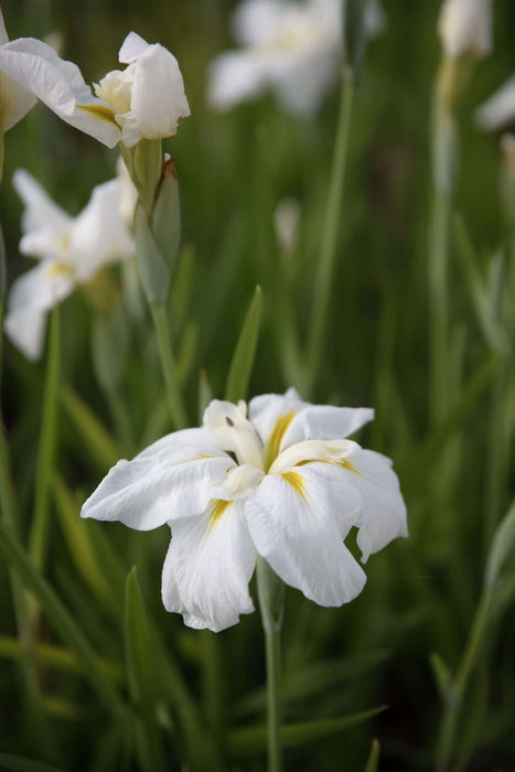 Iris ensata 'Gold Bound'
