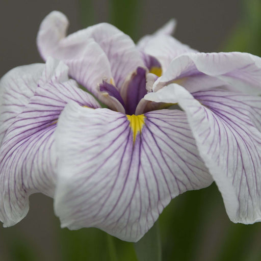 Iris ensata 'Greywoods Catrina'