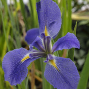 iris louisiana heather stream marginal pond plants mp054