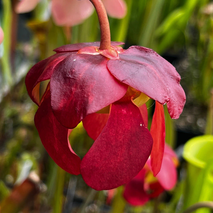 Sarracenia × Chelsonii Mk-H175