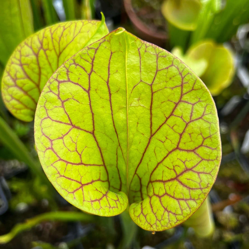 Sarracenia Tarn