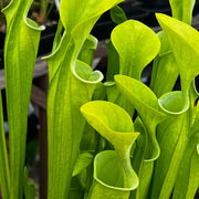 Sarracenia Oreophila Var. (Centre Alabama)