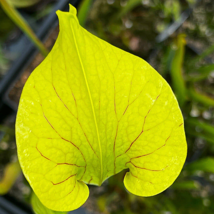 Sarracenia × Soperi (Alata - Red Lid X Flava) Mk-H17