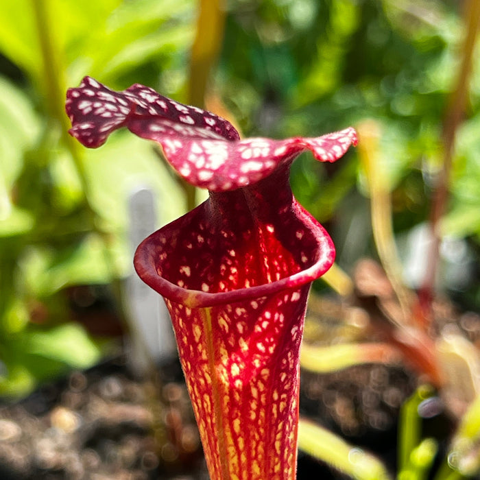 Sarracenia × Moorei John David King