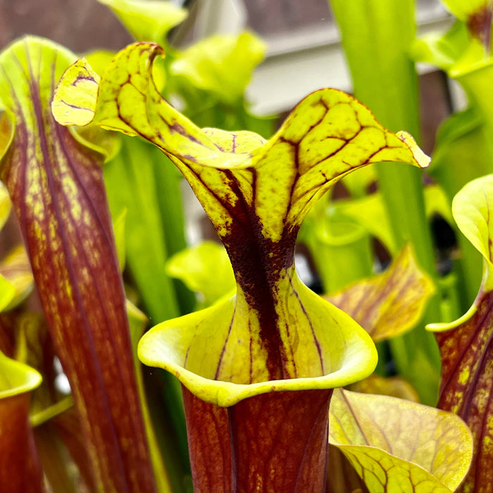 Sarracenia Flava Var. Rubricorpora Burgundy