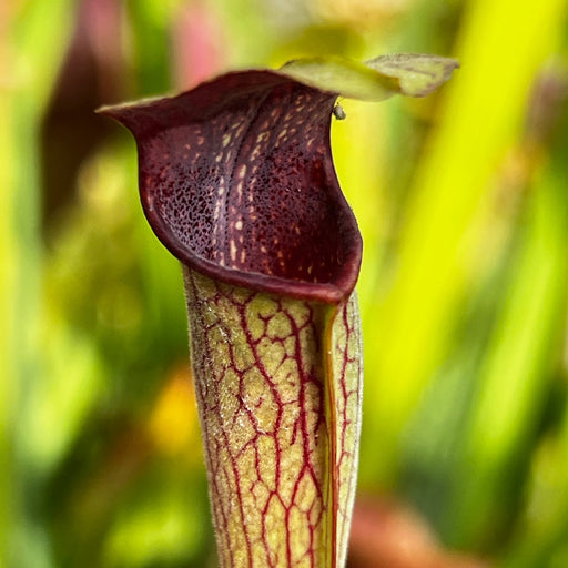 Sarracenia Alata Var. Nigropurpurea - Black Tube (Intersection Sr 26/15 Stone County Mississippi)