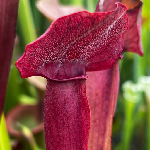 Sarracenia × Catesbaei