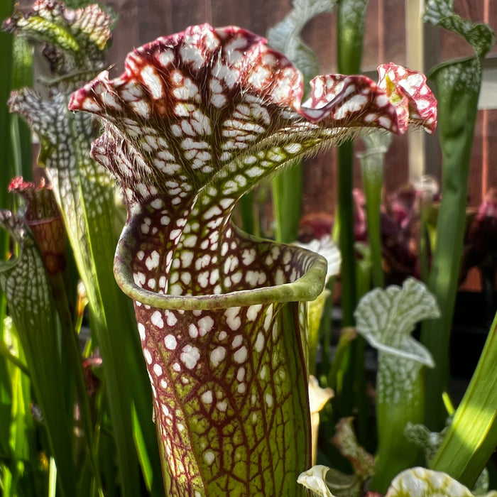 Sarracenia Leucophylla Tarnok