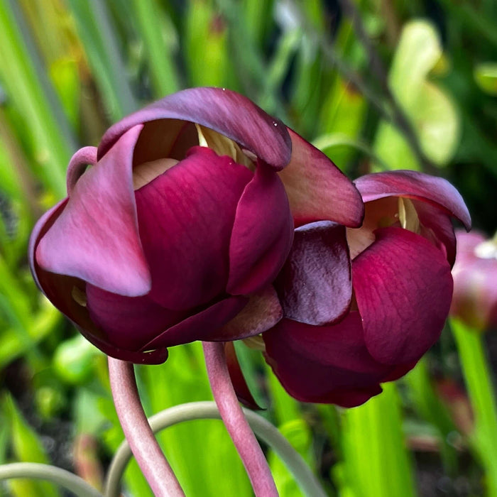 Sarracenia × Courtii