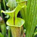 Sarracenia × Moorei X Flava Var. Atropurpurea