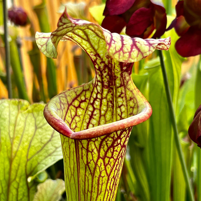 Sarracenia × Moorei Esme Cowlard