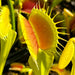 Dionaea Muscipula South West Giant