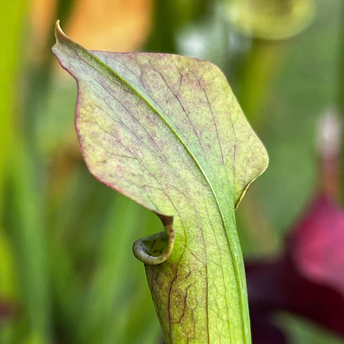 Sarracenia Alata Var. Atrorubra - Large Wide Red Lid (Desoto County Mississippi)