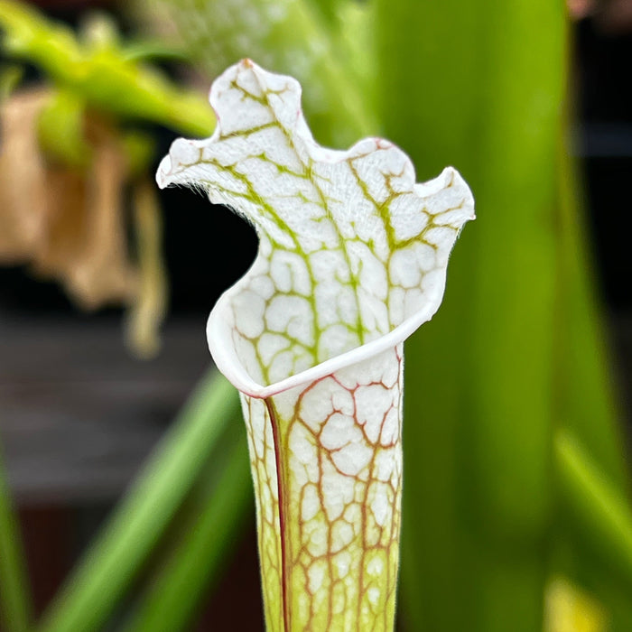 Sarracenia Leucophylla Var. Alba - Christian Klein