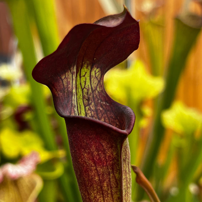 Sarracenia Alata Var. Nigropurpurea - Black Tube Large Form Mk-A60