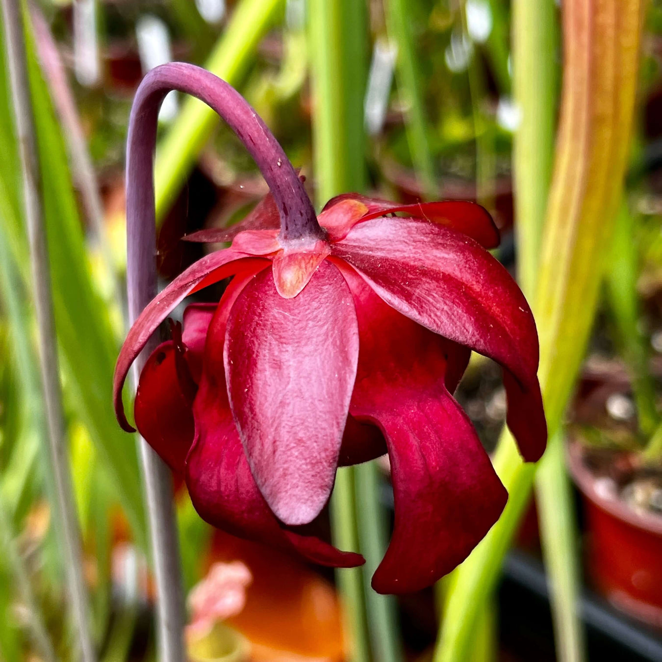 Sarracenia × mitchelliana