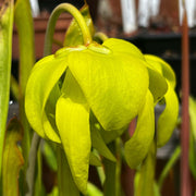 Sarracenia Flava Var. Cuprea (Pender County North Carolina) Mk-F173