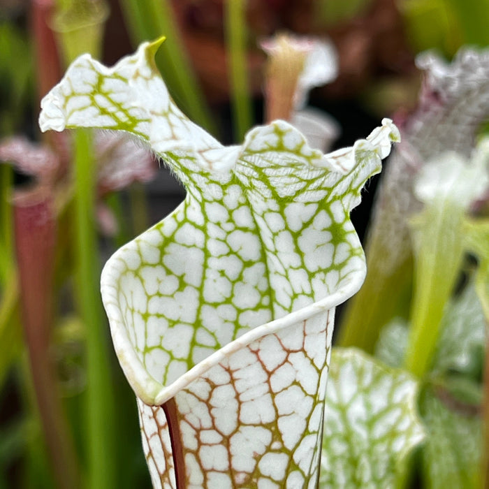 Sarracenia Leucophylla Var. Alba Hurricane Creek White - Clone A (Baldwin County Alabama) Mk-L145A