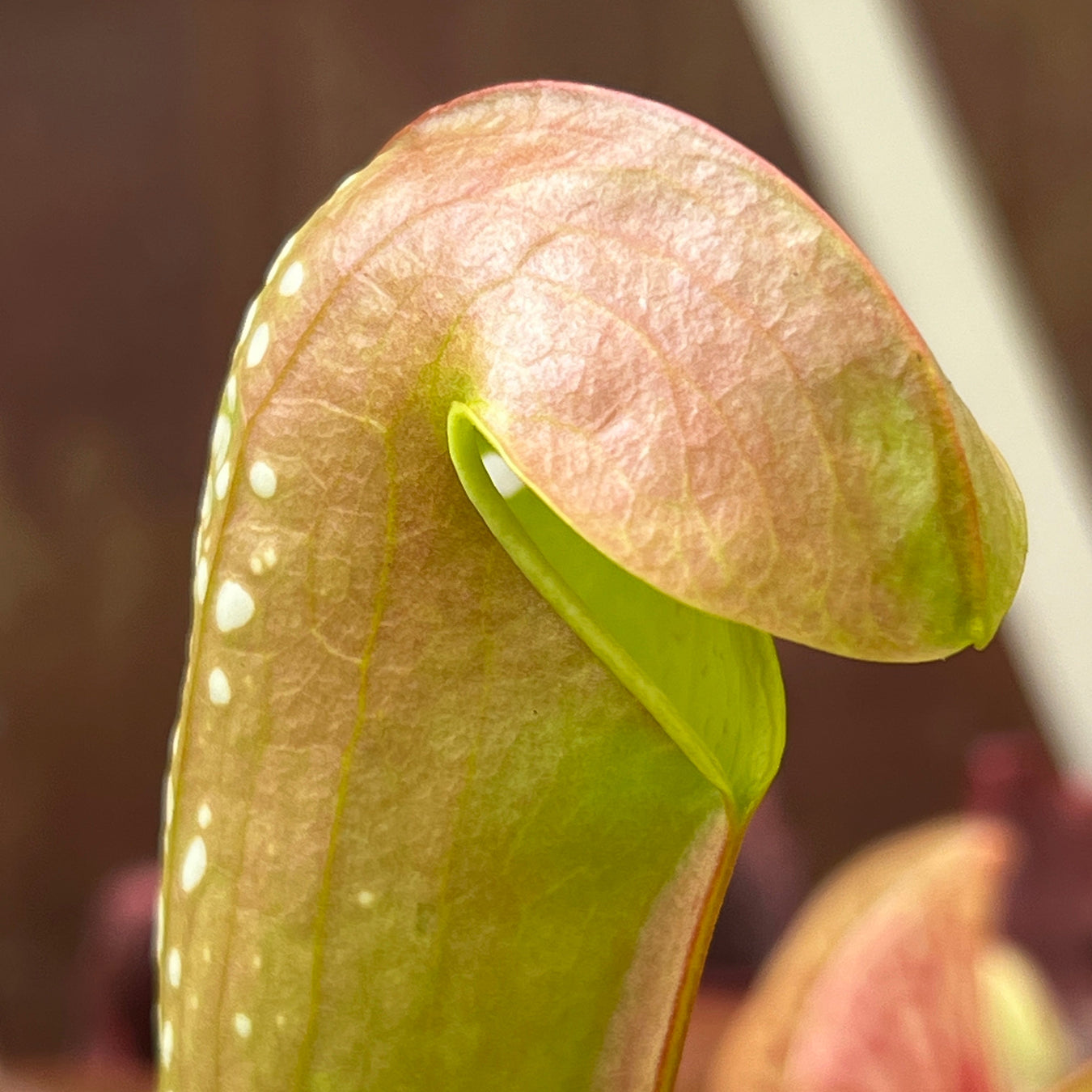 Sarracenia Minor Var. Okefenokeensis