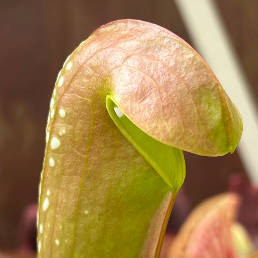 Sarracenia Minor Var. Okefenokeensis