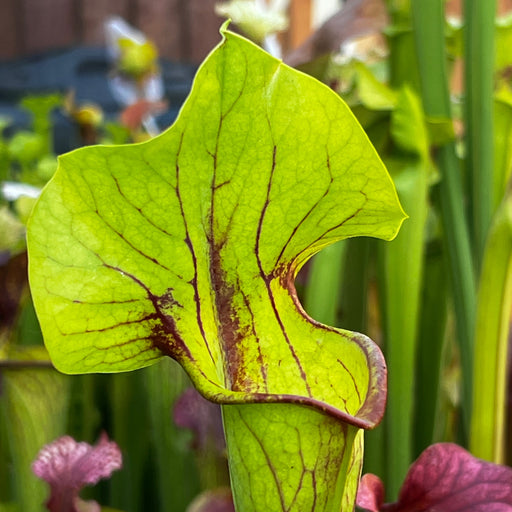 Sarracenia Asbo X × Exornata Peaches And Cream