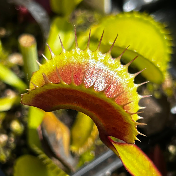 Dionaea Muscipula Archangel