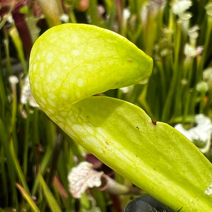 Sarracenia Psittacina Var. Okefenokeensis F. Luteoviridis (Sandy Creek Road Bay County Florida)