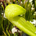 Sarracenia Psittacina Var. Okefenokeensis F. Luteoviridis (Sandy Creek Road Bay County Florida)