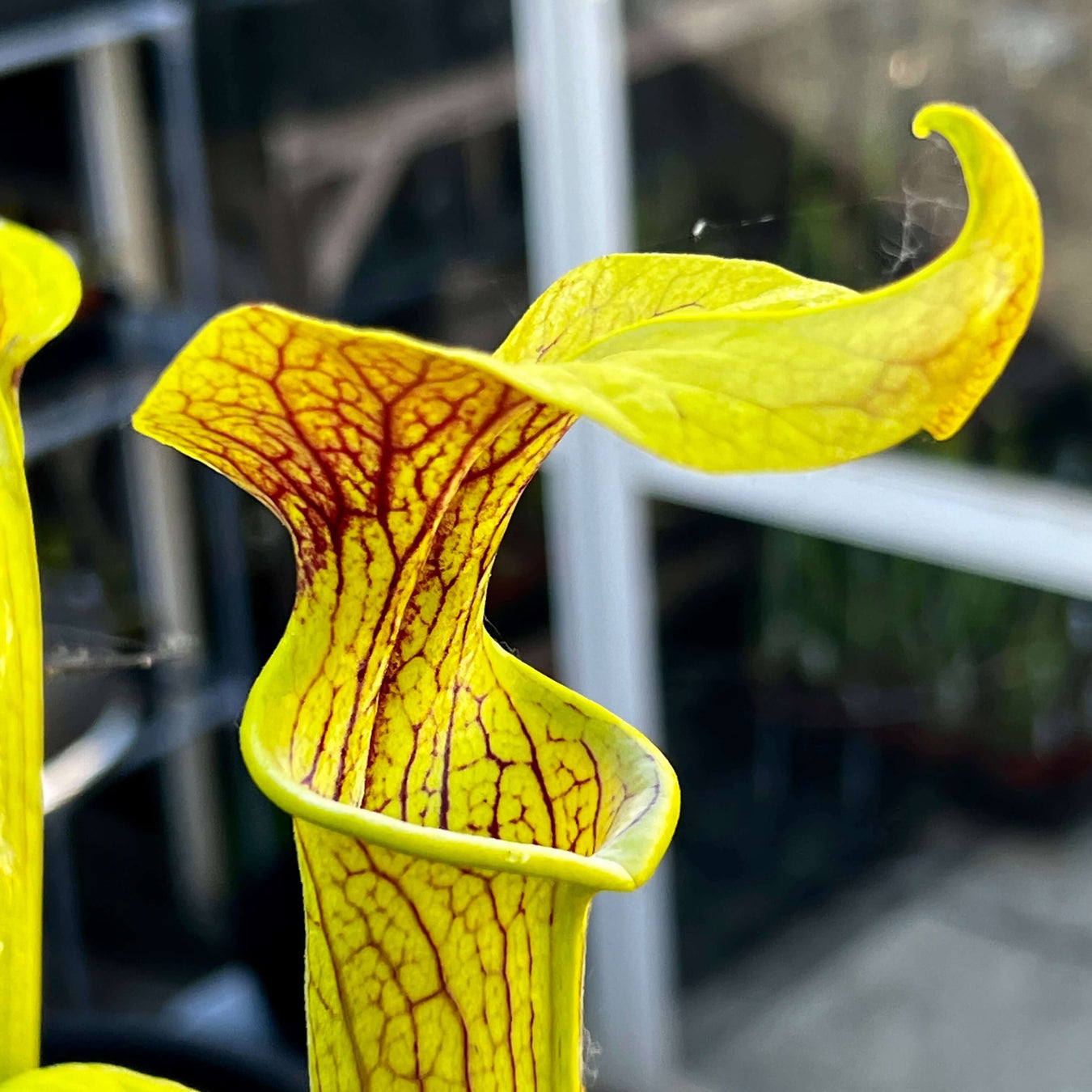 Sarracenia × alava