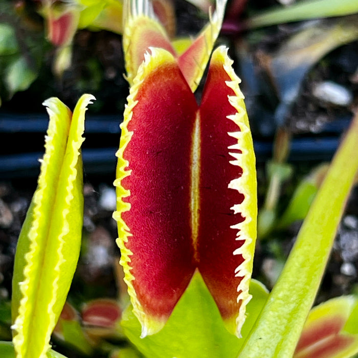 Dionaea Muscipula Uk Sawtooth 1