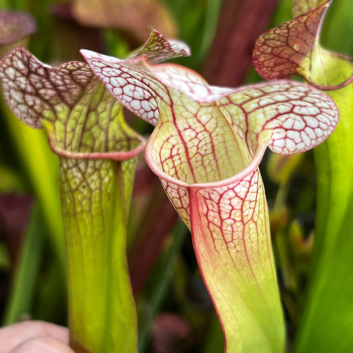 Sarracenia (× Mitcheliana X Purpurea Subsp. Venosa) × Moorei Adrian Slack Mk-H365B