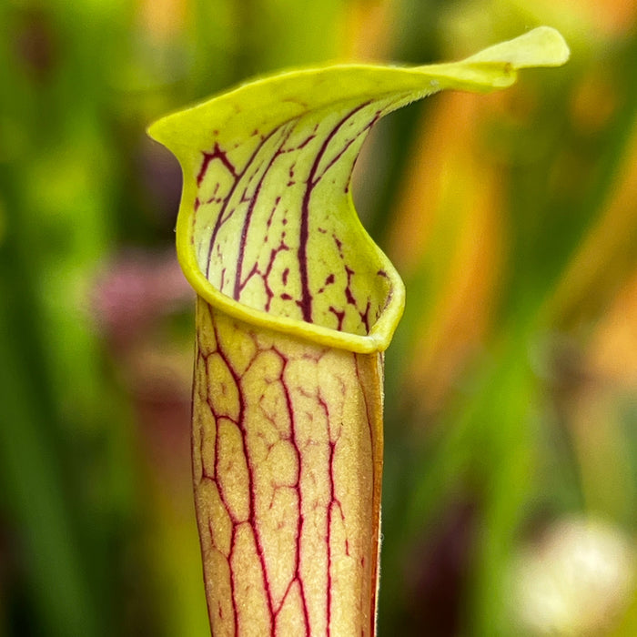 Sarracenia Alata Var. (Harrison County Mississippi)