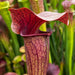 Sarracenia Johnny Marr