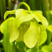 Sarracenia × Gilpini F. Heterophylla X Minor Var. Viridescens