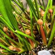 Sarracenia flava var. ornata (Dinwiddie County, Virginia)
