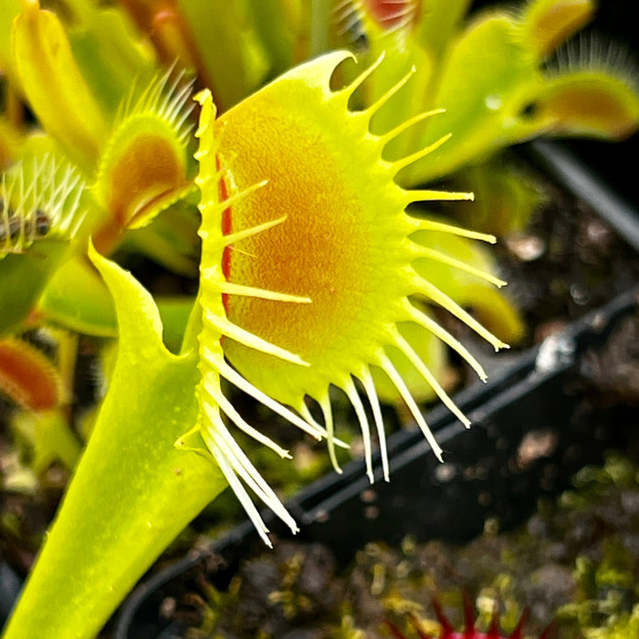 Dionaea Muscipula Fangzahn