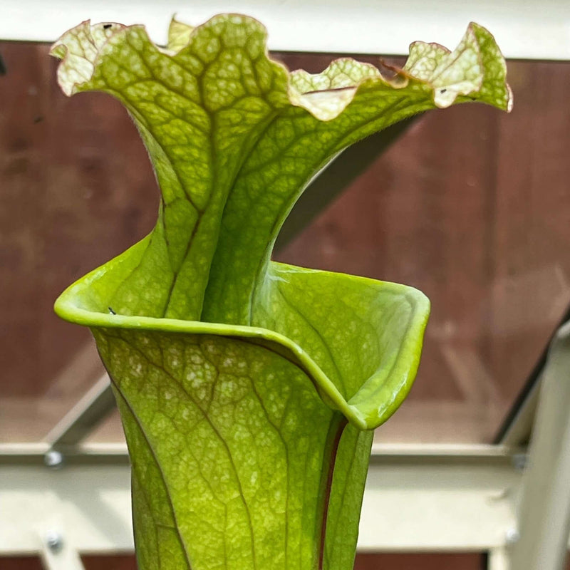 Sarracenia × Moorei (Flava Maxima X Leucophylla)