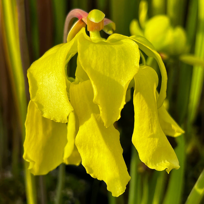 Sarracenia Flava Var. Ornata (Sandy Bottom Creek Road Florida)