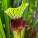 Sarracenia Liquorice Lips