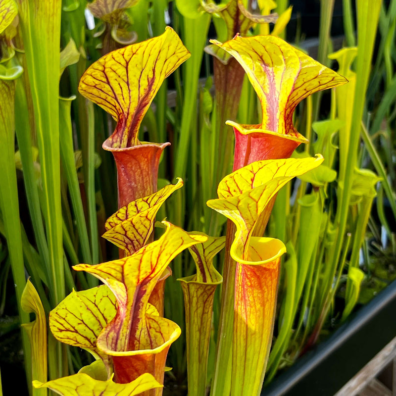 Sarracenia Flava Var. Rubricorpora (Apalachicola National Forest Florida) Mk-F278 Ms-F25
