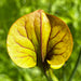 Sarracenia Flava Var. Ornata (Green Swamp North Carolina) Ms-F433