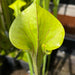 Sarracenia Flava Var. Cuprea (Exum North Carolina) Mk-F131A