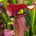 Sarracenia Johnny Marr