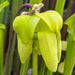 Sarracenia Flava Var. Rubricorpora (Apalachicola National Forest Florida) Ip-F13