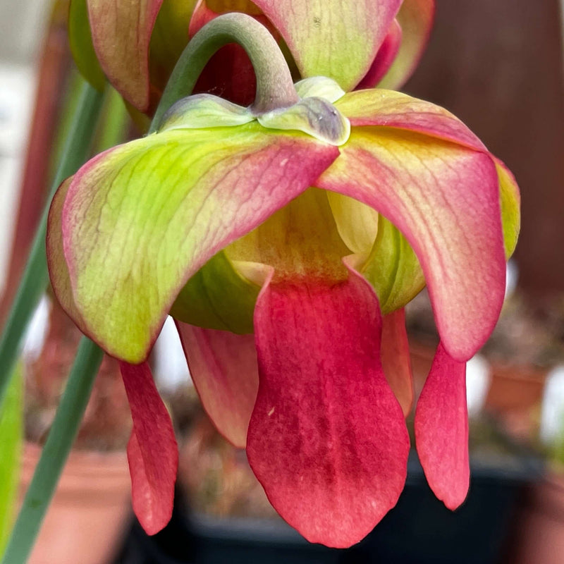 Sarracenia Leucophylla Var. (Citronelle Alabama)