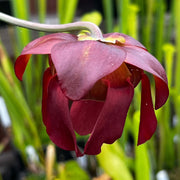 Sarracenia Leucophylla Var. Alba Hurricane Creek White - Mike Wang Clone A (Baldwin County Alabama)