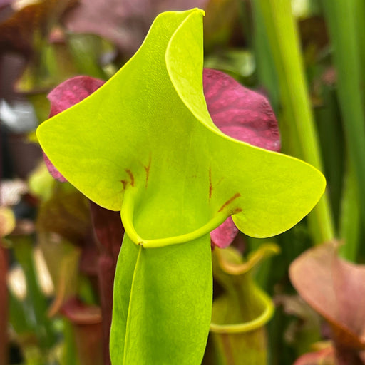 Sarracenia × Catesbaei - Ex Slack Ip-X08