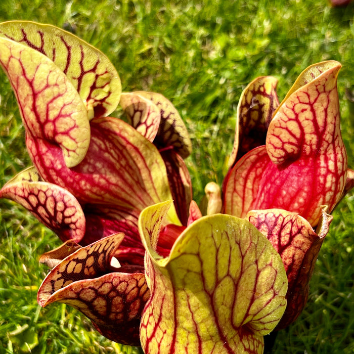 Sarracenia Purpurea Subsp. Venosa Var. Montana (Toms Swamp Rabun County Georgia)