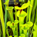 Sarracenia Flava Var. Rugelii (Milton County Florida) Pjp-F Rug 01