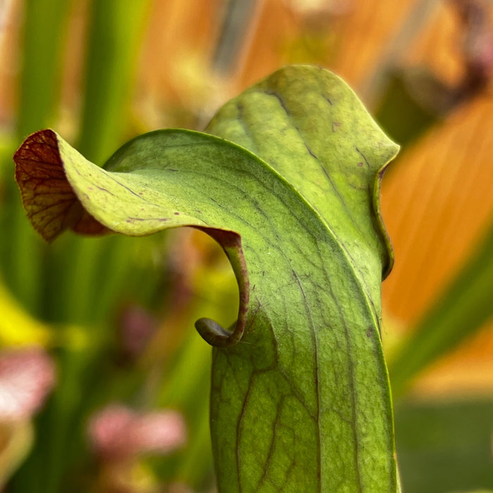 Sarracenia Alata Var. (Ocean City Jackson County Mississippi)